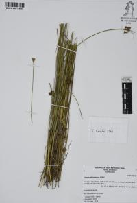 Juncus dichotomus image